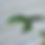 Thumbnail: Syngonium Albo 🤍