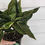 Thumbnail: Aglaonema Red Vein 👻🩸