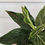 Thumbnail: Aglaonema Red Vein 👻🩸