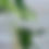 Thumbnail: Syngonium Albo 🤍