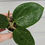 Thumbnail: Hoya Verticillata NoID