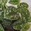Thumbnail: Satin Pothos - Scindapsus Argyraeus