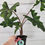 Thumbnail: Alocasia Jacklyn