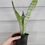 Thumbnail: Snake Plant Moonshine 🌙