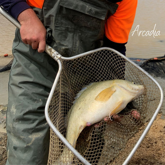 Golden perch larvae & broodstock