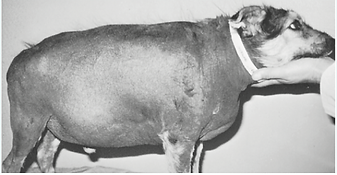 A gauche, un Berger allemand de 6 mois Berger Allemand, 4,5 ans, atteint d'HAC et sans tr