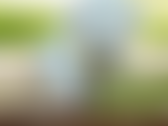 Stopp dem Welpenhandel