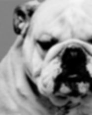 Bulldog