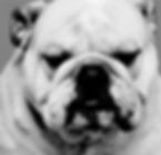 Best Dog Boarding Grooming Edmonton St. Albert Barkers Pet Motel