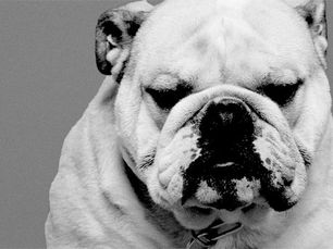 Stop met vergelijken: jouw hond is uniek