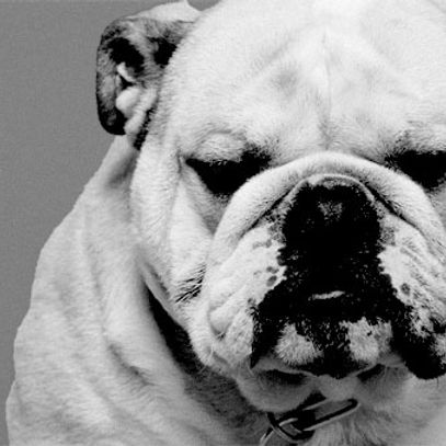 buldog