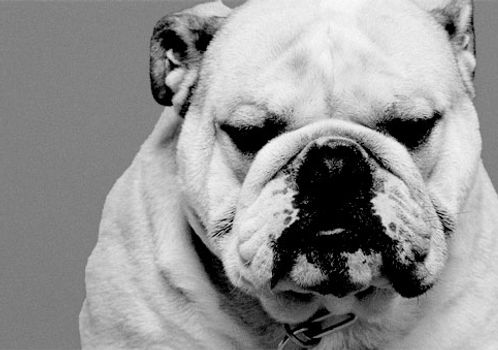 Bulldog