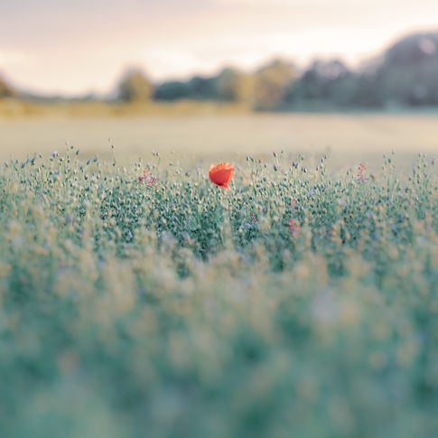 Lone Poppy