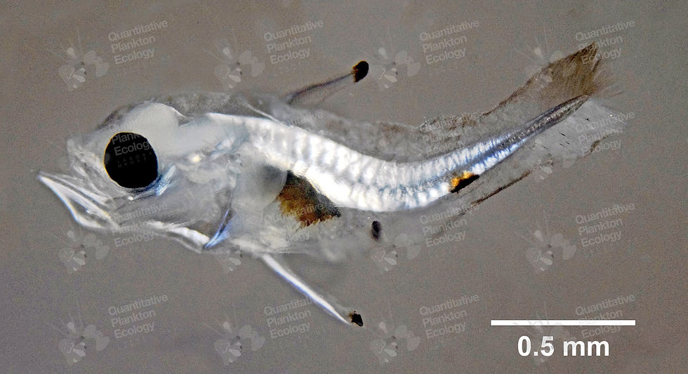 Epinephelinae (Subfamily)