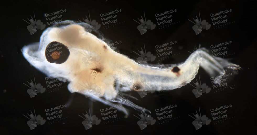 Synanceiidae (Family)