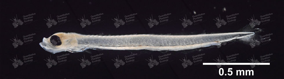 Clupeidae (Family)