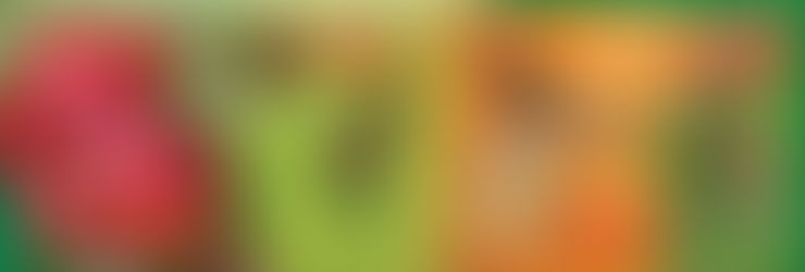 Spintor Fly, la soluzione contro la mosca sulle piante