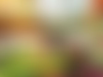 I lavori da fare a febbraio in orto e giardino