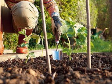 Segni di primavera: semine e trapianti