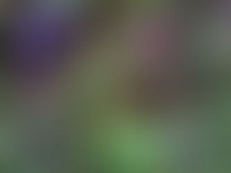 Cosa seminare a dicembre in giardino e nell’orto