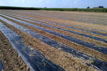 MULTIBIO – telo da pacciamatura biodegradabile