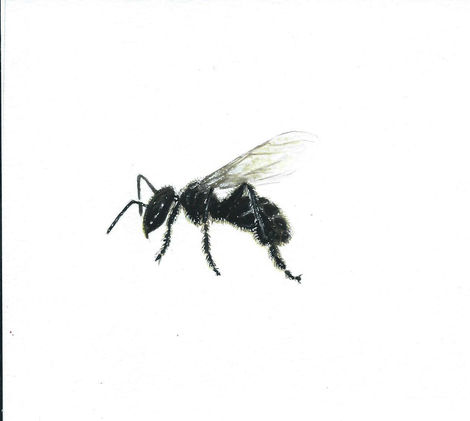 Tetragona clavipes (Fabricius, 1804)