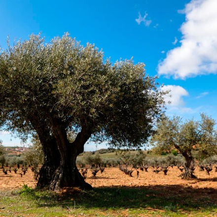 La UCO evalúa dos microorganismos y un fertilizante para mejorar la defensa del olivo