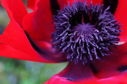 Budding poppy flower with 'Flourish' printed across in yellow