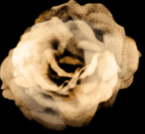 Roses redraft edit 1.jpg