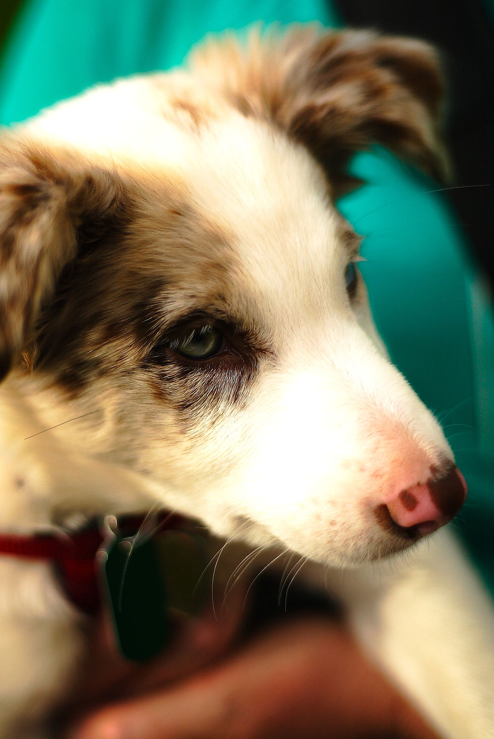 husky puppy