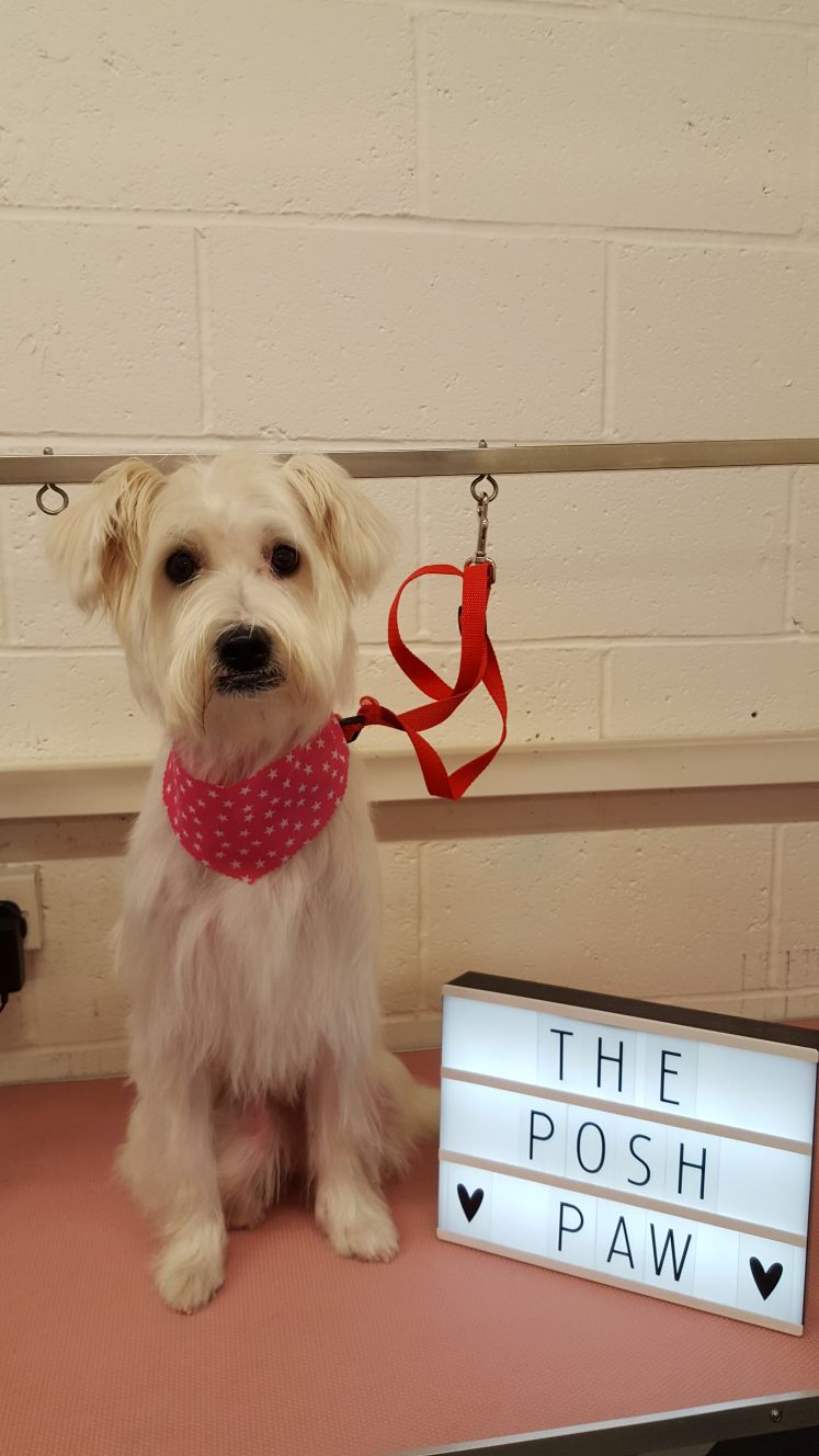 The Posh Paw Professional Dog Grooming and Spa in Northampton