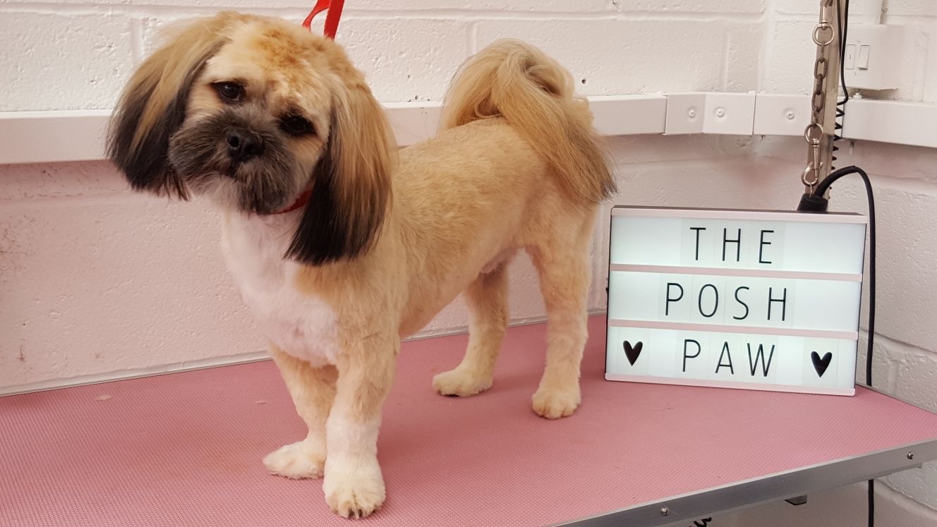 The Posh Paw Professional Dog Grooming and Spa in Northampton