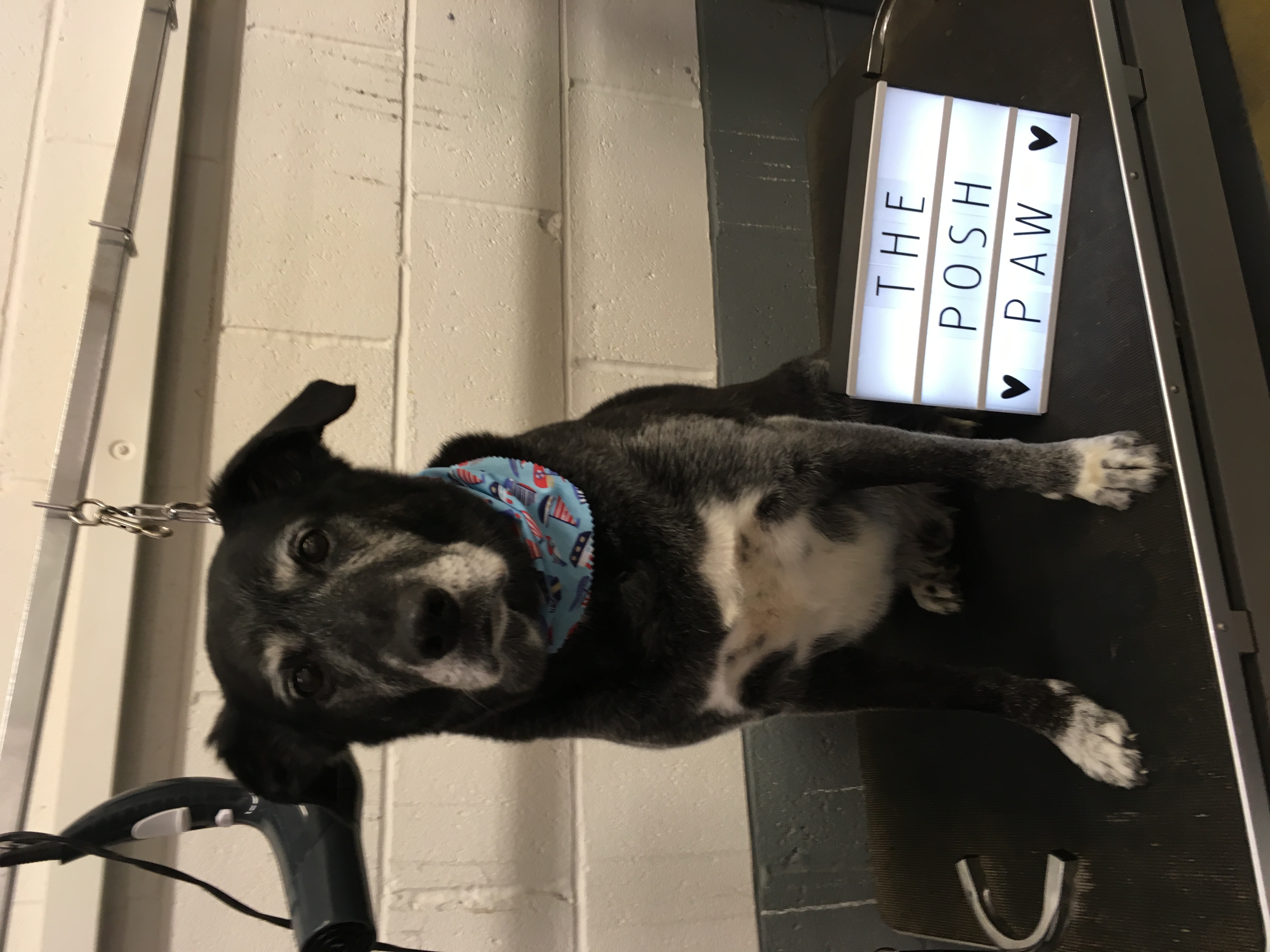 The Posh Paw Professional Dog Grooming and Spa in Northampton