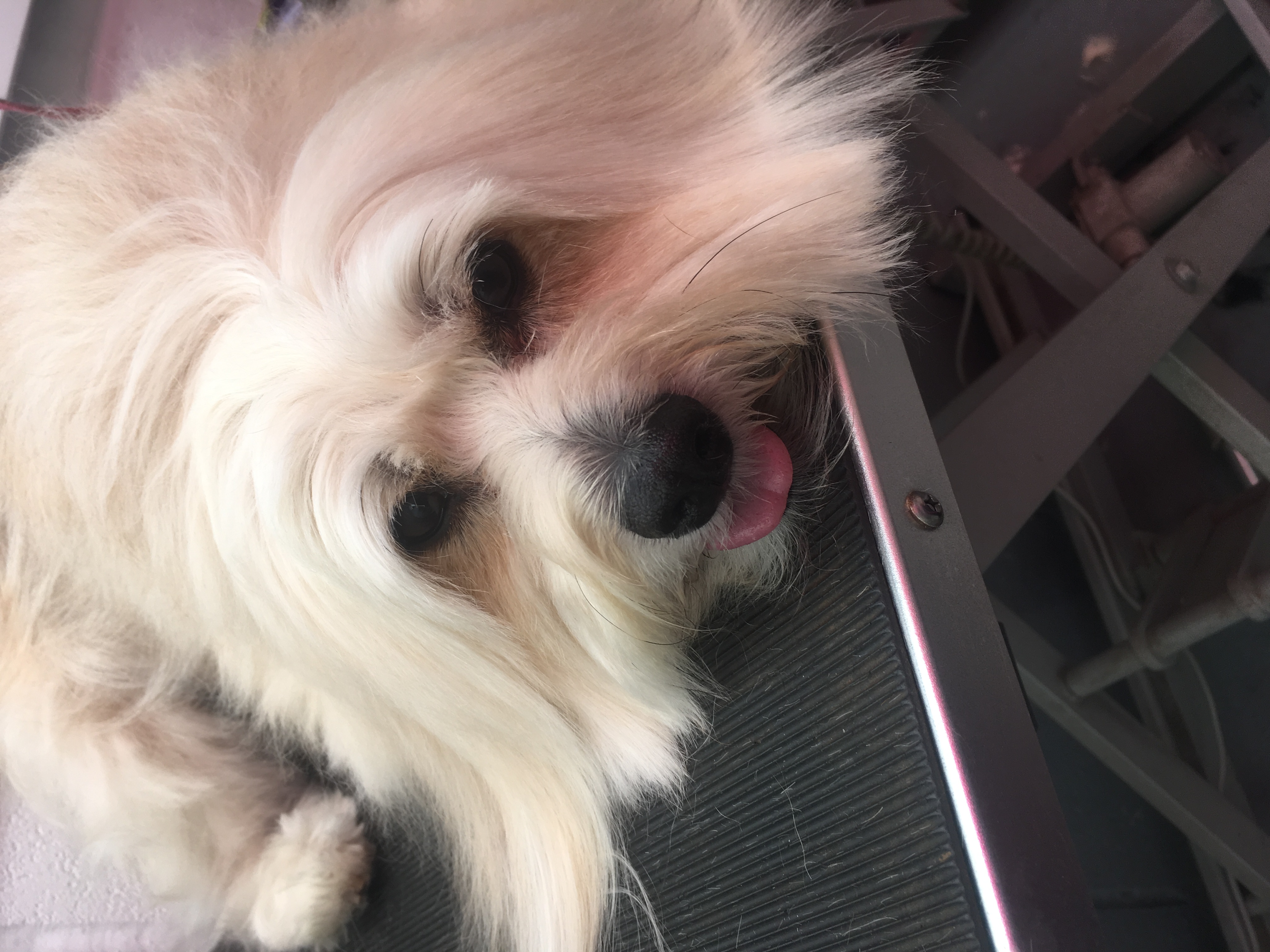 The Posh Paw Professional Dog Grooming and Spa in Northampton