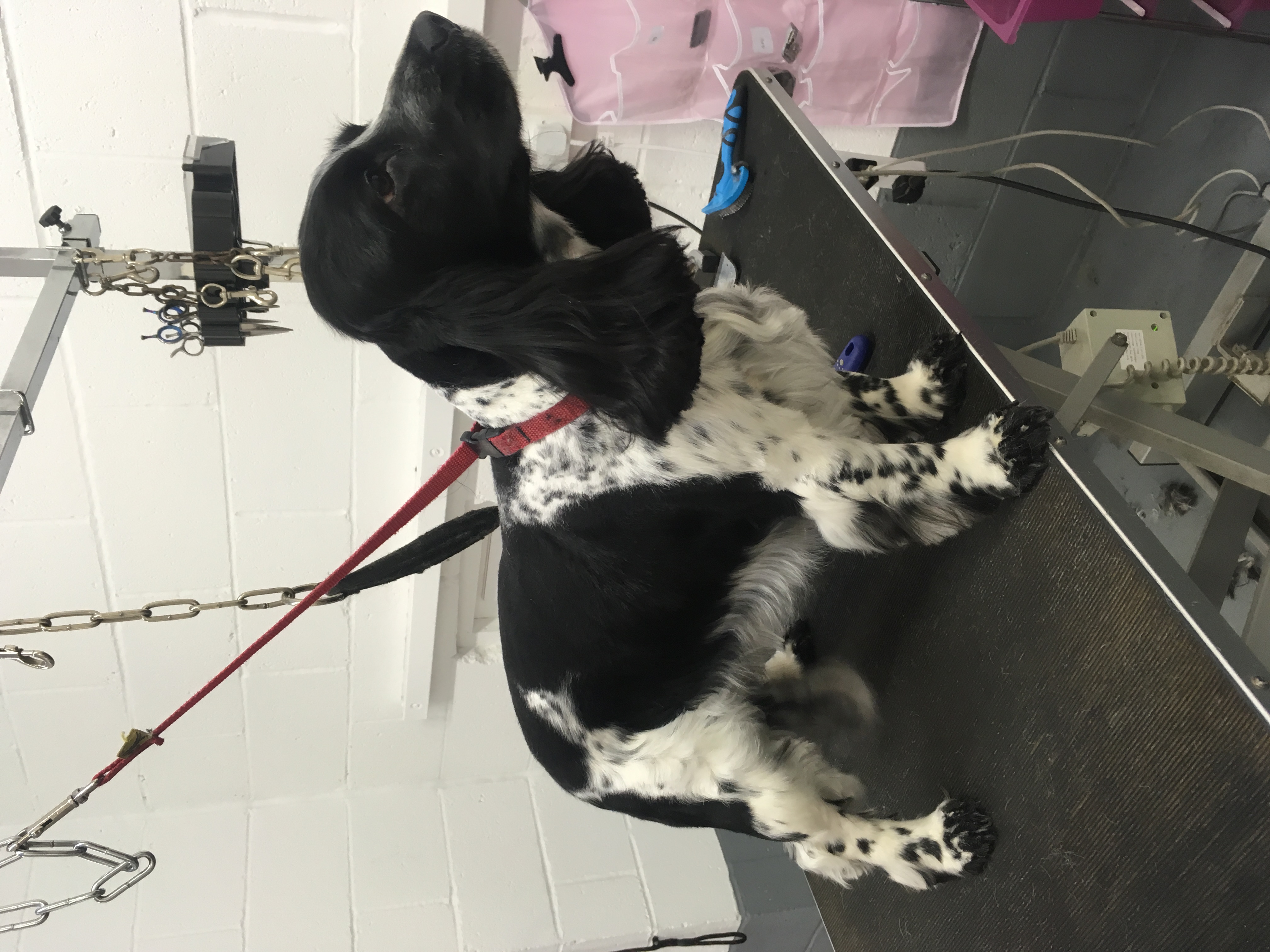 The Posh Paw Professional Dog Grooming and Spa in Northampton