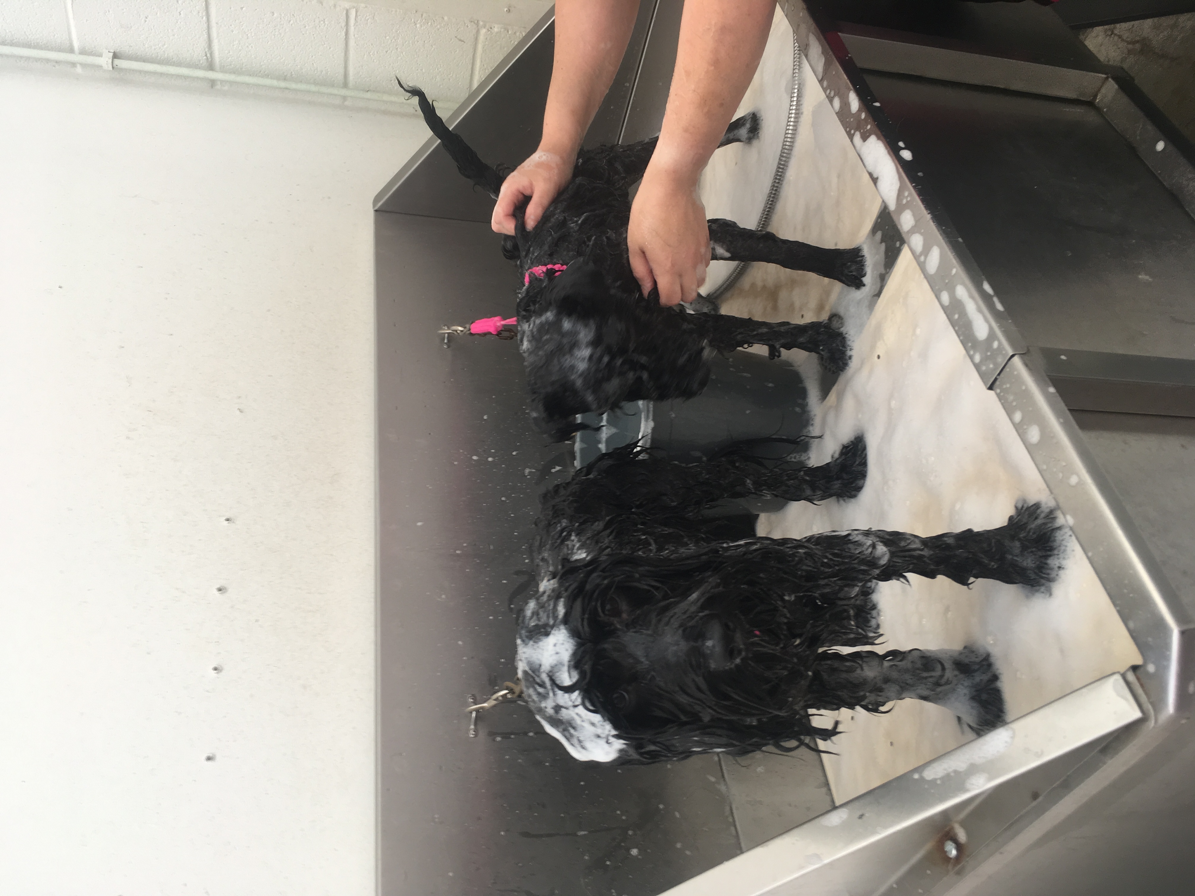 The Posh Paw Professional Dog Grooming and Spa in Northampton