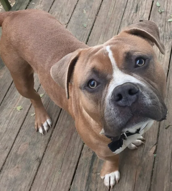 Wallpaper Wishbone Mopitbullrescue Desktop Wallpaper Free