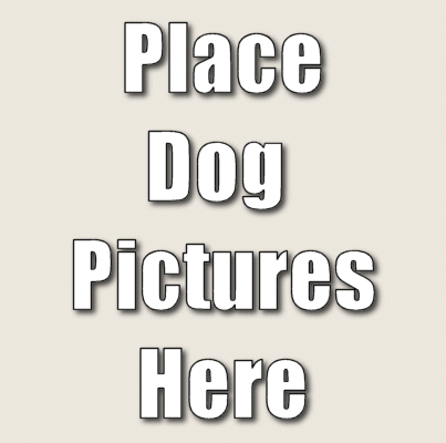 dogpics.gif