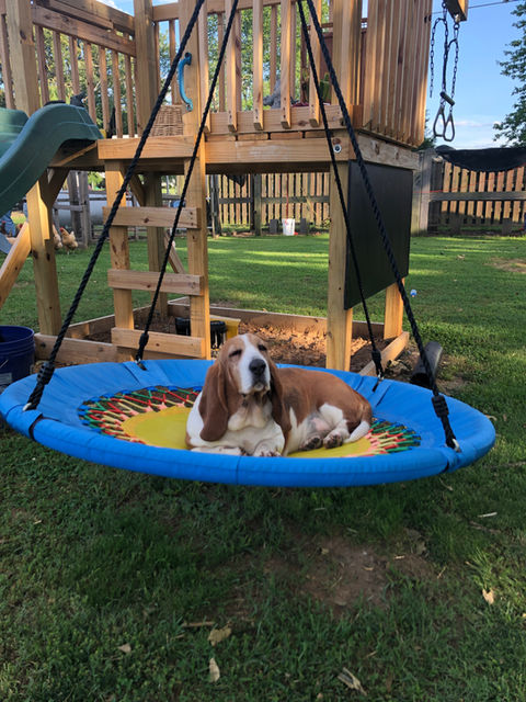 playful puppy napping in a tree swing