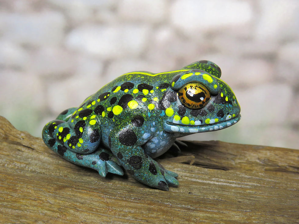 Thumbnail: Mini Gourd Frog #300- Tropical bullfrog