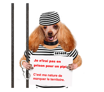 Chien prisonnier MDPCG Genève Chiens
