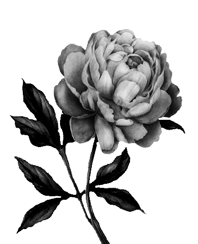 PeonyBW.gif