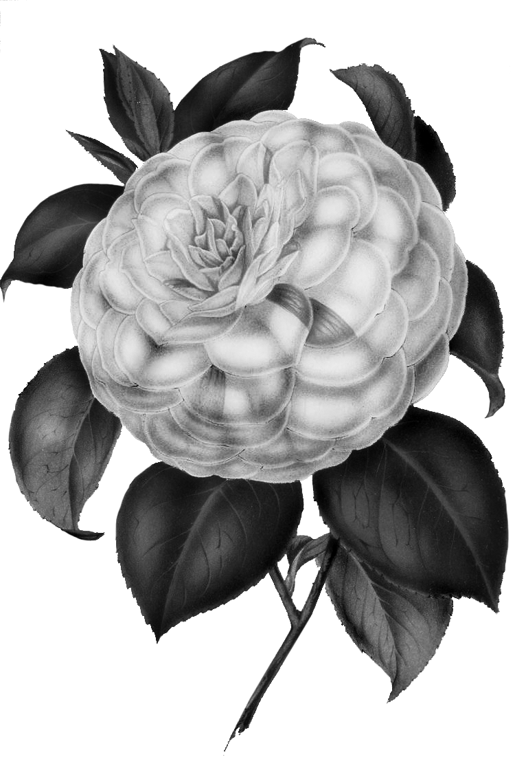 BlackNWhiteFlower.gif