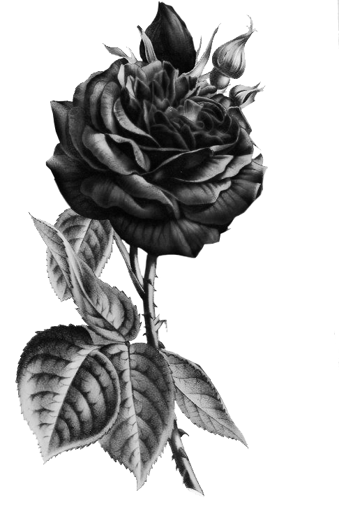 RoseBW.gif