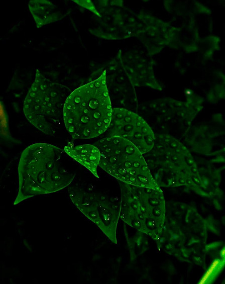 oh the stills (code no:G/004)