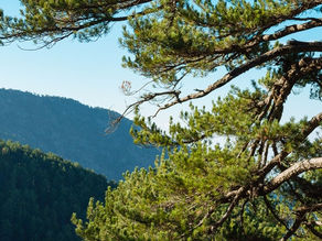 Πρόδρομος - Ζουμί (Γραμμικό)