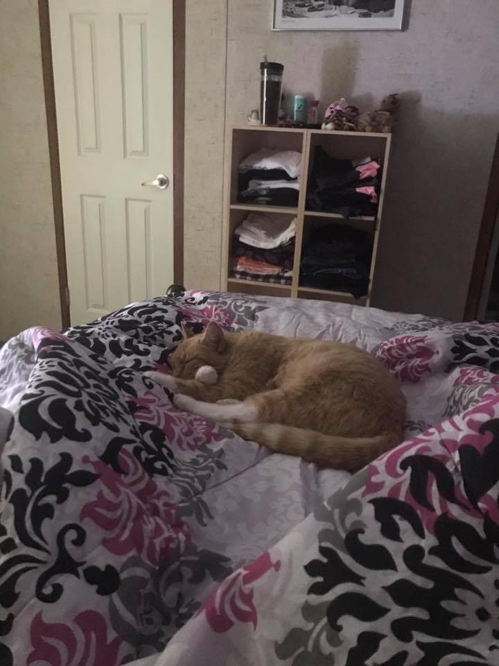 Sweetpea