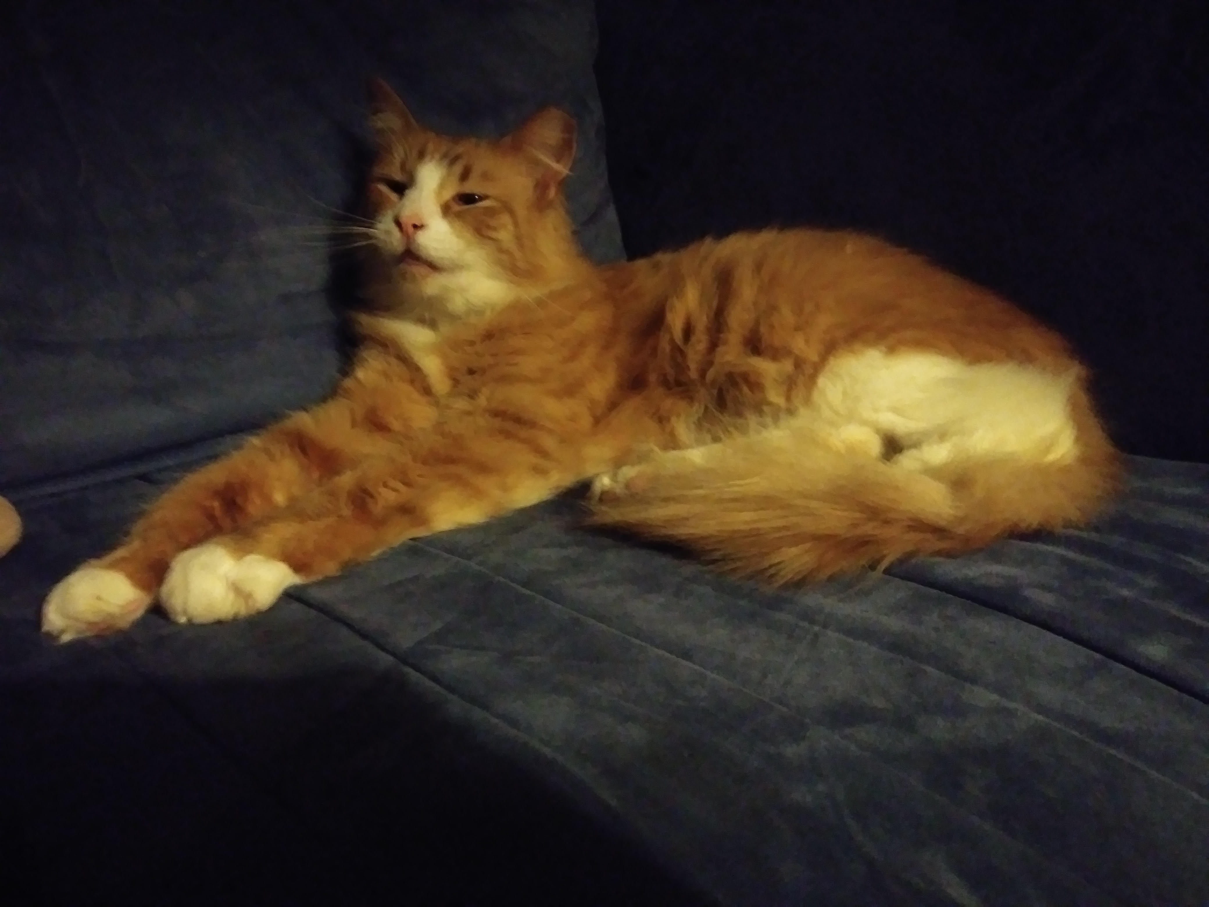 Oliver (trenton)