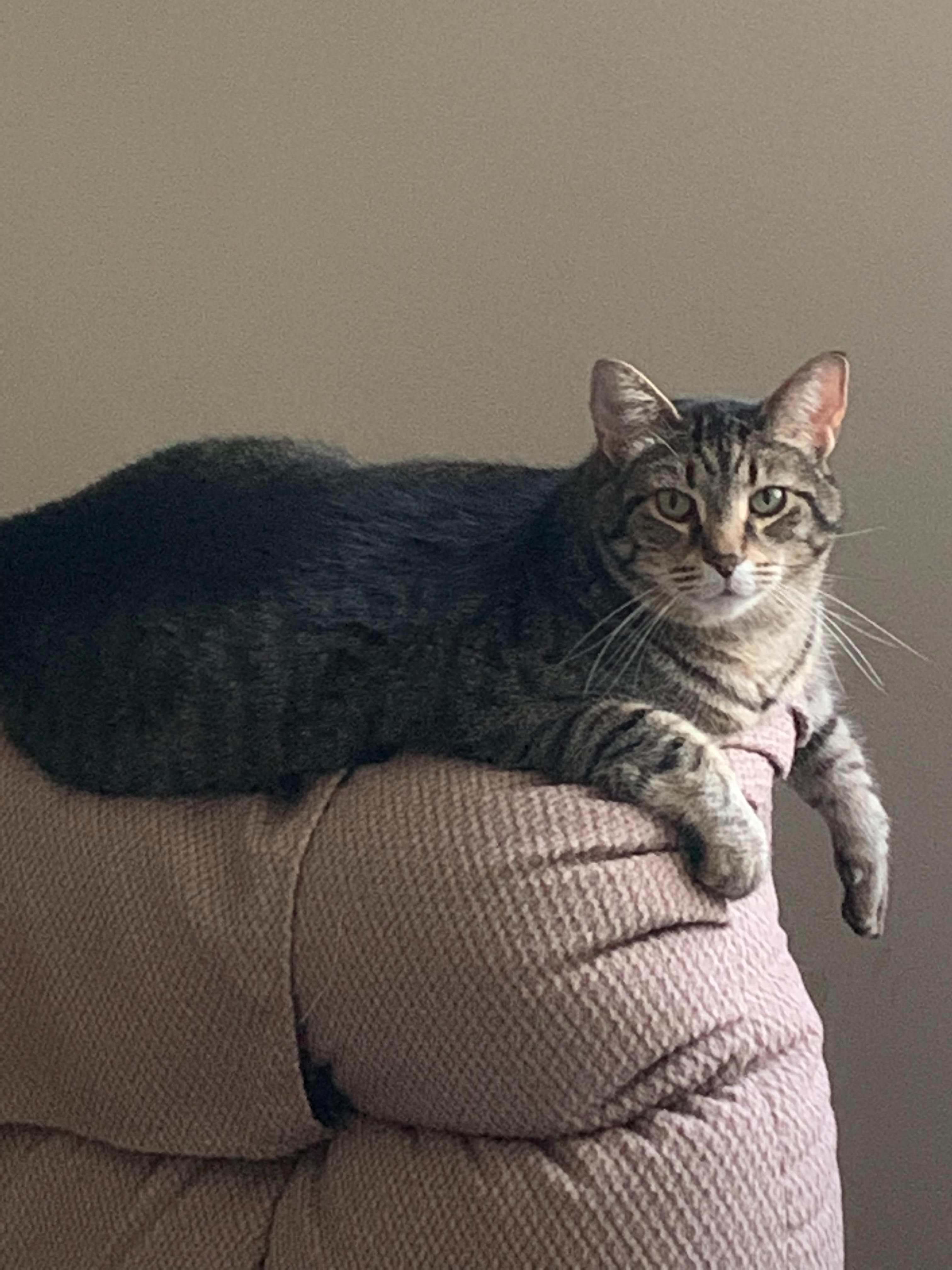 Ninja