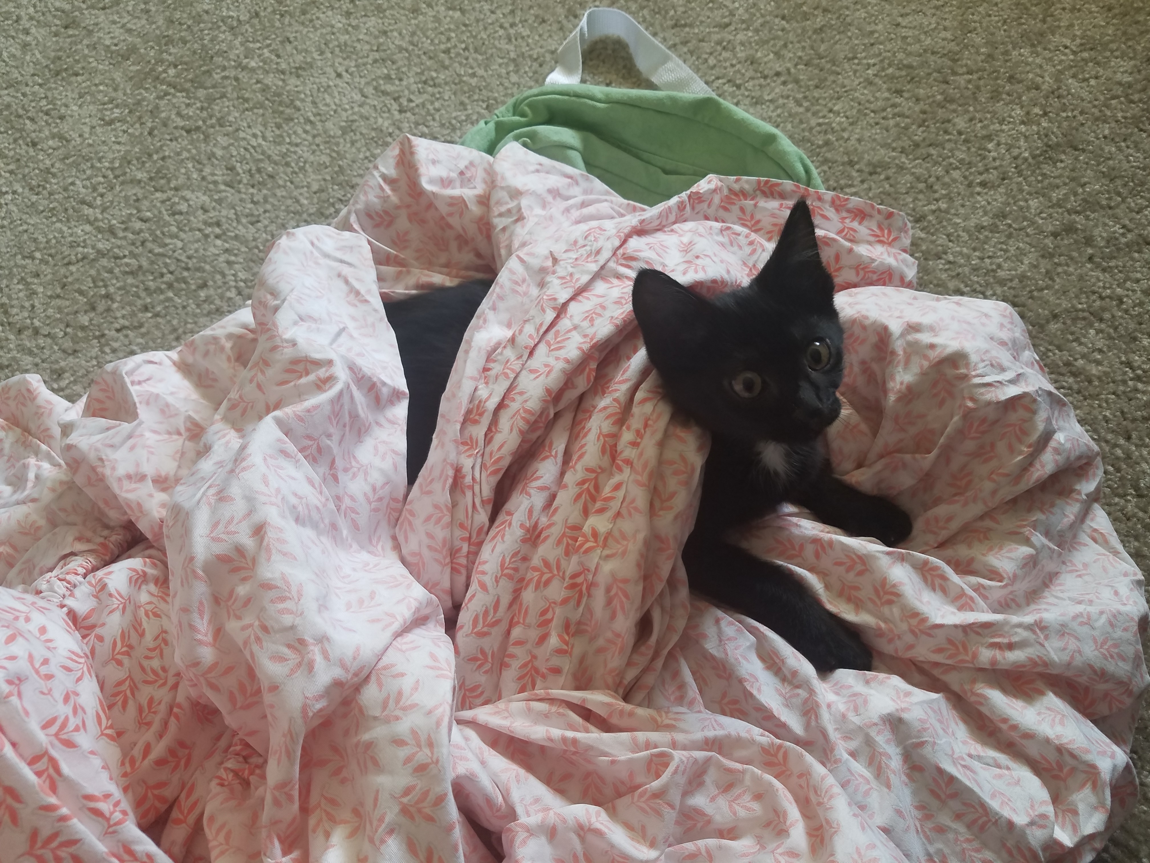 Jax - Ziggy